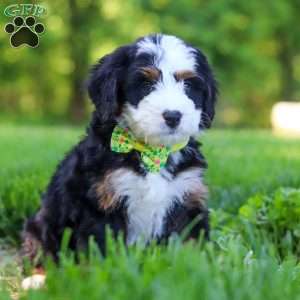 Rock, Mini Bernedoodle Puppy